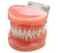 Типодонт без брекетів (рівні зуби)